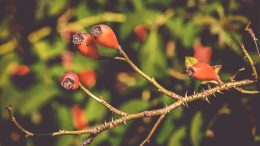 Des fruits d'églantier