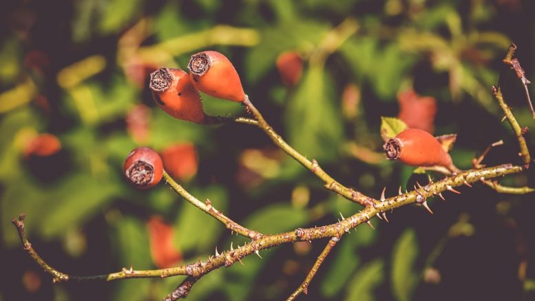 Des fruits d'églantier