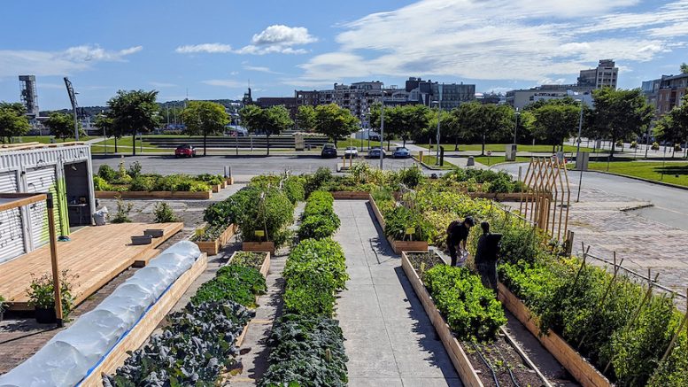 Les Urbainculteurs font de l'agriculture urbaine sur le site du Marché du Vieux-Port