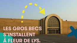 Les Gros Becs s'installeront à Fleur de Lys