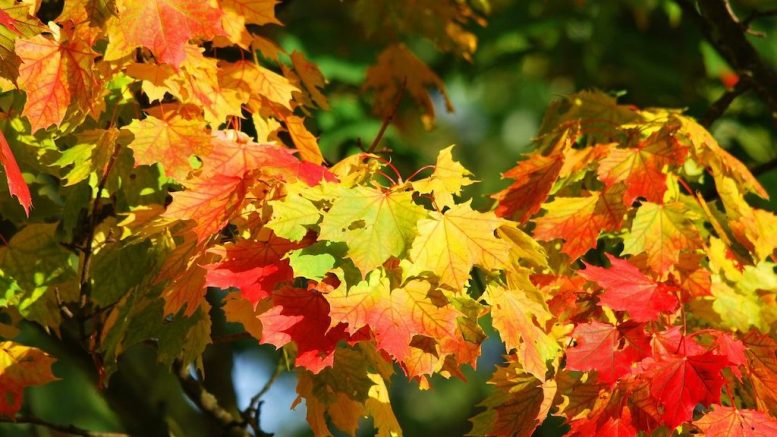 Feuilles colorées d'un arbre