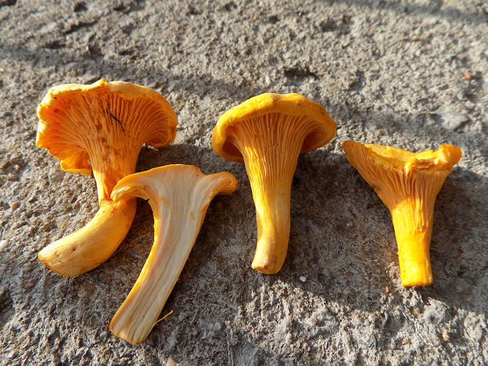 Des chanterelles.