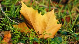 Feuilles mortes