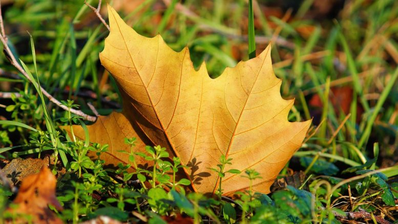 Feuilles mortes