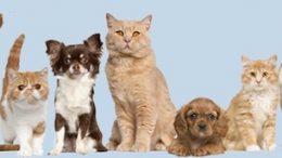 Des chats et des chiens