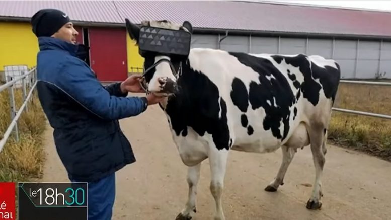 Un homme et une vache