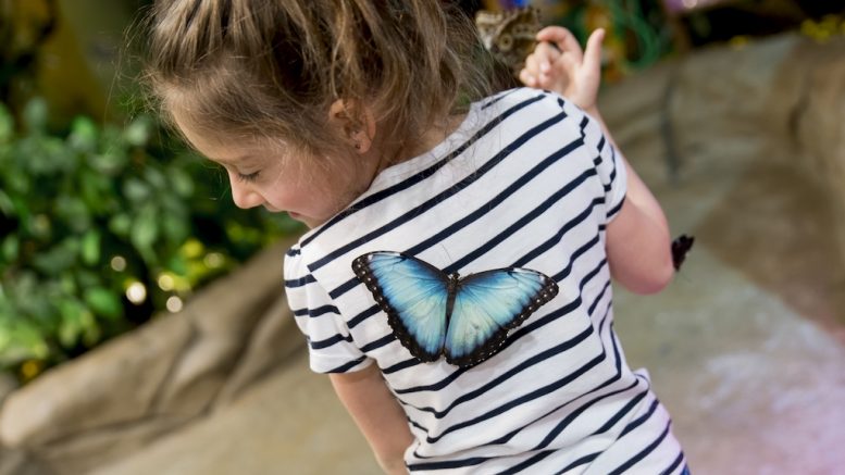 Papillon bleu sur le dos d'une fillette