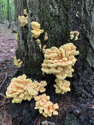 Le fameux polypore soufré.