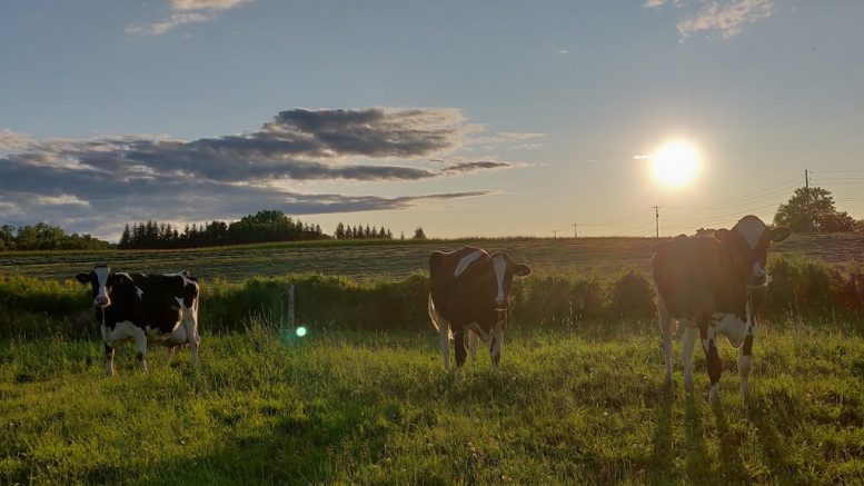 Vaches dans un champ au soleil couchant