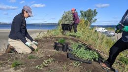 La re-végétalisation du nichoir à la Baie de Beauport