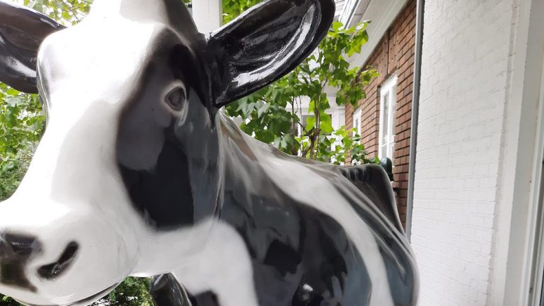 Justine, la vache fétiche du spectacle Run de lait, sera à Limoilou à l'occasion des Journées Agricoles. (Crédit photo : La Vie Agricole)