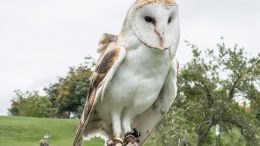 L'activité Serres d'Aigles aura lieu derrière le Musée des Plaines d'Abraham ce samedi 14 octobre. (Crédit photo : Musée des plaines d'Abraham)