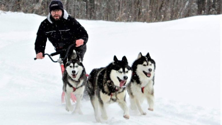 traineau chiens activites hiver