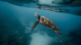 tortue aquarium