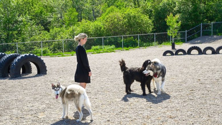 L'aire d'exercice canin à la base de plein air de La Découverte. (Crédit photo : Ville de Québec)