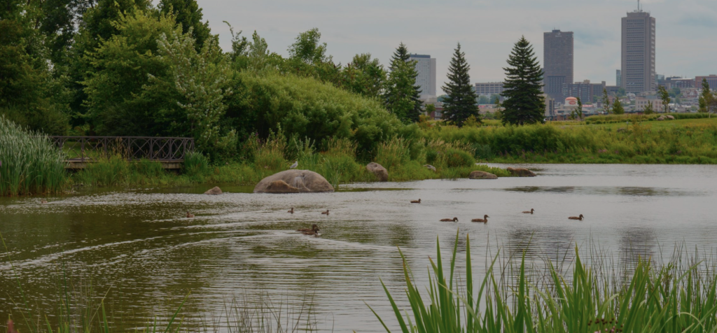 Des canards vaquent à leur occupations sur la rivière