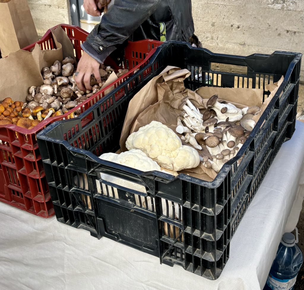 Les champignons de La Botte - Champignonnière au festival de la Décroissance