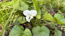 Une violette crémeuse sur un terrain non-tondu à Limoilou.