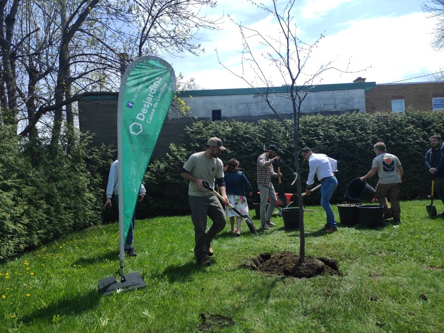 Plantation d'un orme d'Amérique (Crédit photo : Juliet Nicolas)