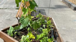 Potager urbain situé à l'angle de la 10e Rue et de la 3e Avenue